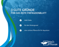 Alternanthera reineckii rosanervig - rotes Papageienblatt